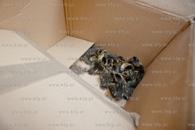 Gdansk. Akcja ratunkowa kaczki krzyzowki oraz jej nowo...