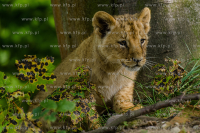 Gdansk. Zoo w Oliwie. Swiatowy dzien zwierzat. Prezentacja...