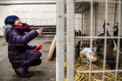 Zespol Szkol Rolniczych w Rusocinie. Wystawa Golebi...