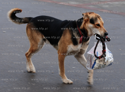 Pies najlepszym przyjacielem człowieka, nawet na zakupach.
23.11.2007
Fot....