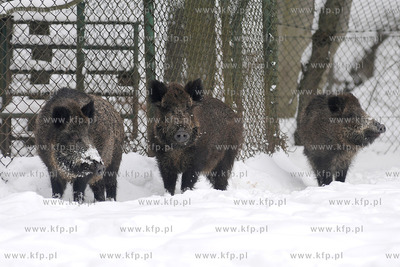 Zima w Miejskim Ogrodzie zoologicznym Wybrzeza w Gdansku...