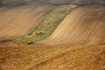 Morawy. Czechy. Okolice miejscowosci Kijev. Nz. pola...