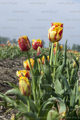 Zulawski Tulipan 2015. Tulipany rosnace na polach w...