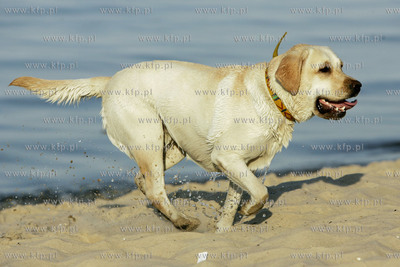 Sopot. Mimo zakazu, wielu wlascicieli psow przychodzi...