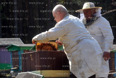 Sulmin. Pszczelarze podczas pracy w pasiece. 25.04.2009...