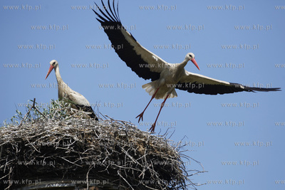 Kowale. Obraczkowanie bocianow bialych. Akcja odbywa...