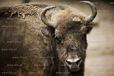 Gdańsk. Zoo. Nz. żubr.
28.07.2015
fot. Krzysztof...