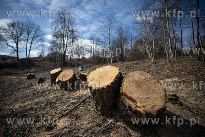Na Siedlcach doszło do kolejnej wycinki drzew na terenie...