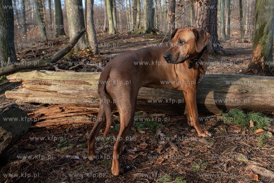 Trójmiejski Park Krajobrazowy. Lasy Oliwskie. Nz....