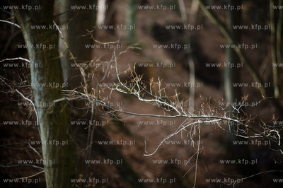 Gdansk. Oliwa, Trojmiejski Park Krajobrazowy. Sciezka...