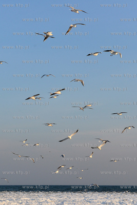 Gdynia Orlowo w zimowej szacie. Stado  mew przy orlowskim...