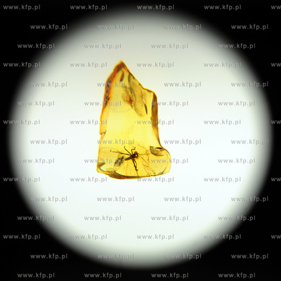 Gdansk, Miedzynarodowe Targi Gdanskie. Targi AMBERIF....