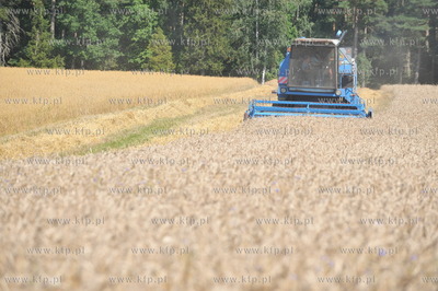 Zniwa pszenzyta na polach w Sulminie na Kaszubach....