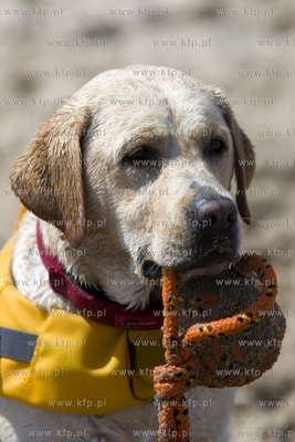 Gdańsk Brzeźno. Puchar Polski Psów Ratowniczych.
14.06.2015
fot....