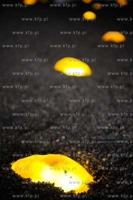 Gdansk. Ul. Szopy. Instalacja autorstwa Freda Hatta...