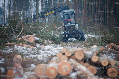 Gdansk. Rebiechowo. Wycinka drzew pod budowe Pomorskiej...