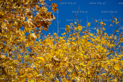 Gdansk. Jesienne, sloneczne przedpoludnie w Parku Orunskim.
27.10.2015
fot....