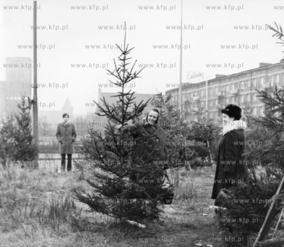 Sprzedaz choinek na ul. Heweliusza w Gdansku, w glebi...