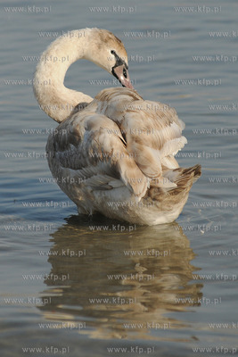 Wiosenna toaleta labedzi w popoludniowym sloncu na...