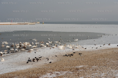 Molo - Sopot. Zamarza Zatoka Gdanska w rejonie sopockiego...