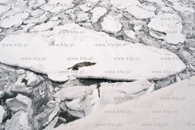 Sopot. Martwa Foka na krze. 13.02.2026 / fot. Anna...