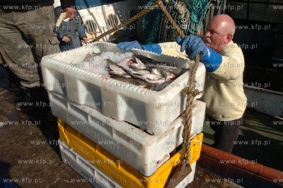 Ustka port, rozladunek zlowinych ryb z kutra Ust-122.
12.05.2009...