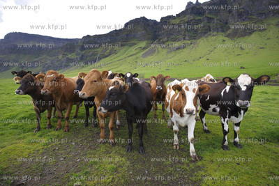 Islandia krajobraz wyspy czerwic 2009r. fot.Stanislaw...