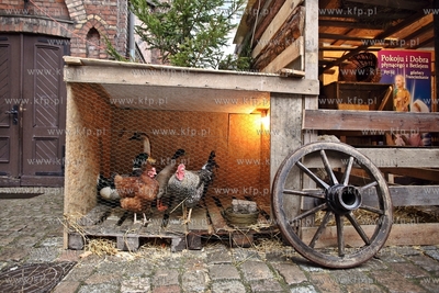 Zywa szopka bozonarodzeniowa w kosciele sw. Trojcy...