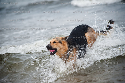 Sopocka plaza przyjazna dla zwierzat. Wprowadzona uchwala...