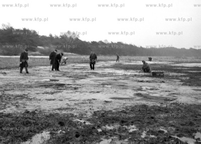Zbieracze bursztynu na Mierzeji Wislanej. 
11.1970
0002937z_listopad1970
Fot....