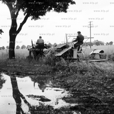 Prace w rolnictwie na Żuławach. (lata50)
1958
0002223z
Fot....