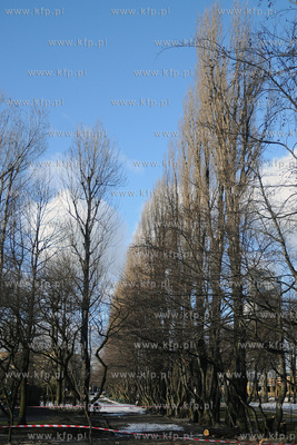 Rozpoczela sie wycinka starych, chorych i zagrazajacych...