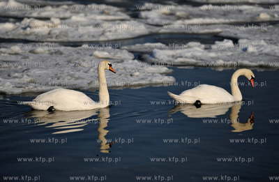Sopot. Zimowa sceneria na plazy i sopockim molo. Nz....