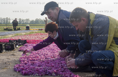 Mokry Dwor - przygotowania do Zulawskiego Tulipna....