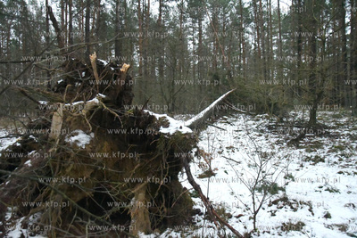 Trwa szacowanie szkod wyrzadzonych przez ostatnie wichury...