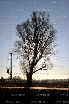 Sulmin wies na Kaszubach. Przydrozne drzewo. 31.12.2011...