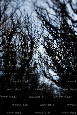 Park oliwski. Drzewa.
31.01.2011
fot. Krzysztof Mystkowski...