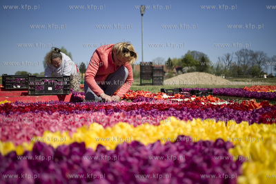 Mokry Dwór koło Pruszcza Gd.  Przygotowania do Żuławskiego...
