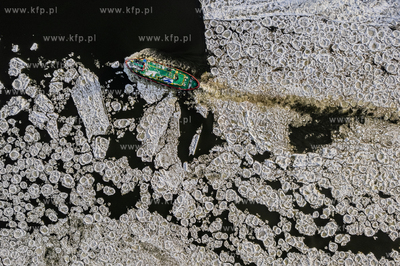 Lodołamacze udrożniają ujście Wisły.
09.01.2026
fot....