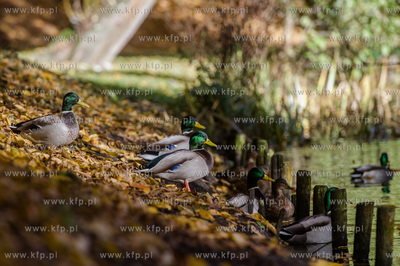 Gdansk. Jesienne, sloneczne przedpoludnie w Parku Orunskim.
27.10.2015
fot....