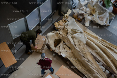 Gdansk. Uniwersytet Gdanski. Rozladunek szkieletu pletwala...