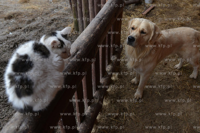W Debogorzu Wybudowaniu (gmina Kosakowo), tuz przy...
