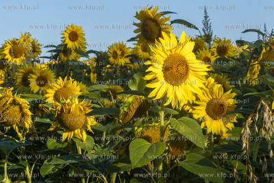 Pole słoneczników. 
10.08.2022
fot. Daniel Słoboda...