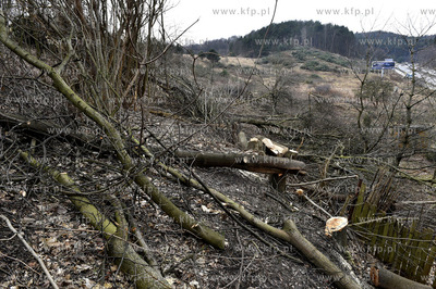 Wycinka drzew w Gdańsku Brętowie na ul. Juliusza...