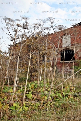 Barszcz Sosnowskiego silnie toksyczna roslina, rosnaca...