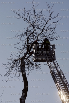 Sopot. Strazacy wycinaja drzewo przy ul. Chrobrego.
29.12.2014
fot....
