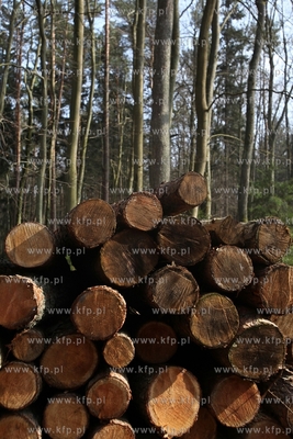 Gigantyczny wyrąb drzew w Trójmiejskim Parku Krajoobrazowym.
25.03.2015
fot....