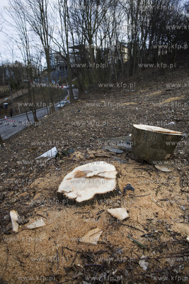 Wycinka drzew na skarpie przy ul. Sienkiewicza w Gdyni....
