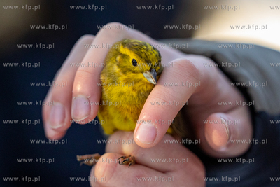 Gdański Ogród Zoologiczny. Akcja Karmnik, czyli ogólnopolska...