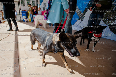 Sopocki Rynek Artystyczny i Ludowy Sopotello. Psia...